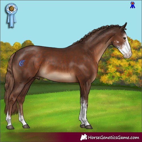Horse Color:Liver Chestnut Sabino 