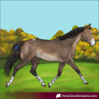 Horse Color:Brown Dun Sabino Tobiano 
