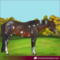 Horse Color:White Spotted Brown Sabino