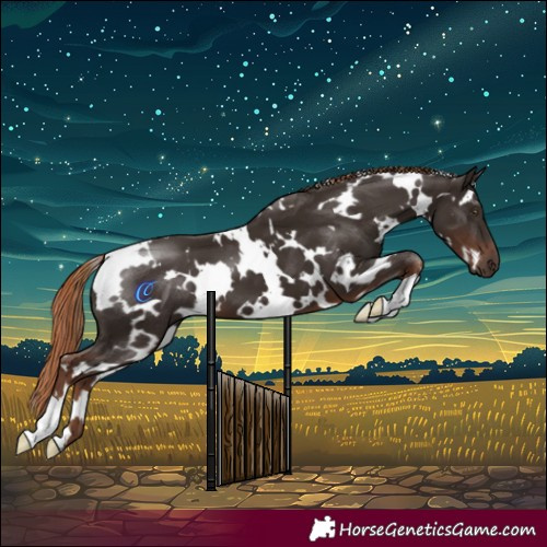Horse Color:White Spotted Liver Chestnut