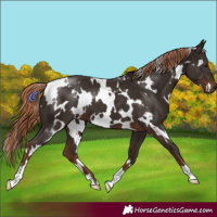 Horse Color:White Spotted Liver Chestnut 
