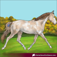Horse Color:White Spotted Smoky Black Pearl Sabino Rabicano 
