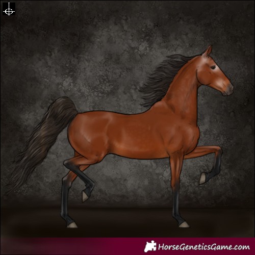 Horse Color:Gray Bay 