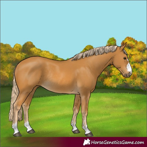 Horse Color:Palomino Rabicano 