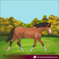 Horse Color:Bay  and Bay 