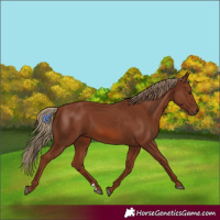Horse Color:Chestnut 