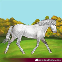 Horse Color:Gray Silver Brown Sabino 