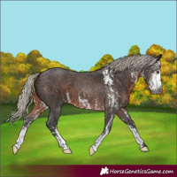 Horse Color:Gray Silver Brown Sabino 