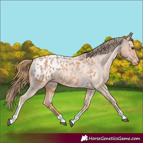 Horse Color:Red Roan Tobiano Appaloosa 