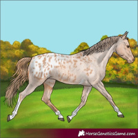 Horse Color:Red Roan Tobiano Appaloosa 