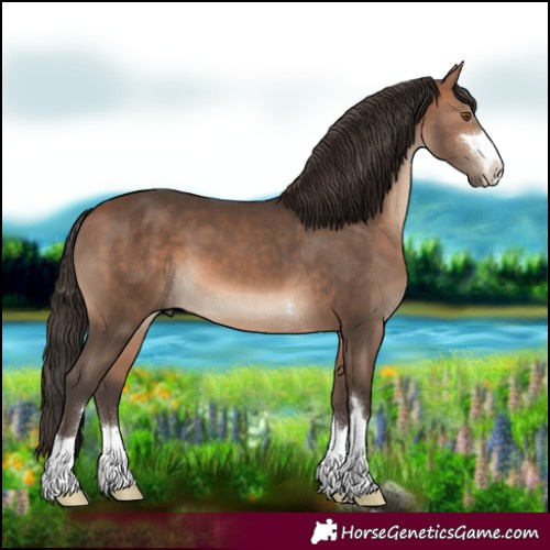 Horse Color:Bay 