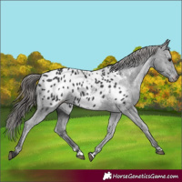 Horse Color:Black Appaloosa 