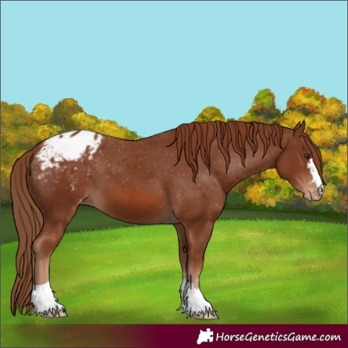 Horse Color:Chestnut Appaloosa