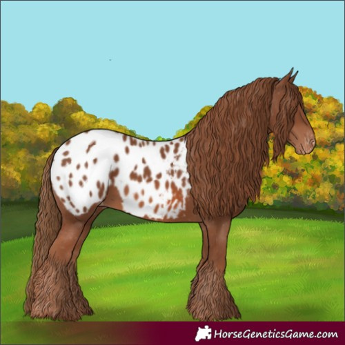 Horse Color:Chestnut Blanket 