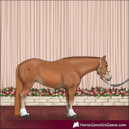 Horse Color:Chestnut 