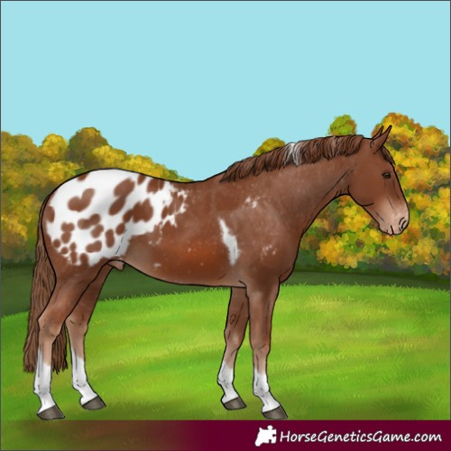 Horse Color:Unknown 
