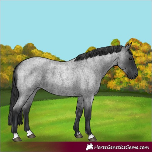 Horse Color:Unknown 