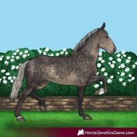 Horse Color:Silver Smoky Black Rabicano 