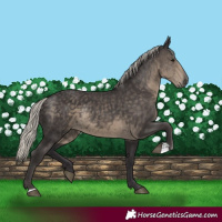 Horse Color:Silver Smoky Black Rabicano 