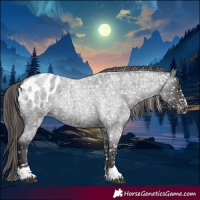 Horse Color:Smoky Blue Roan Appaloosa Rabicano
