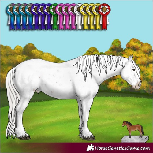 Horse Color:Silver Brown Sabino Appaloosa 