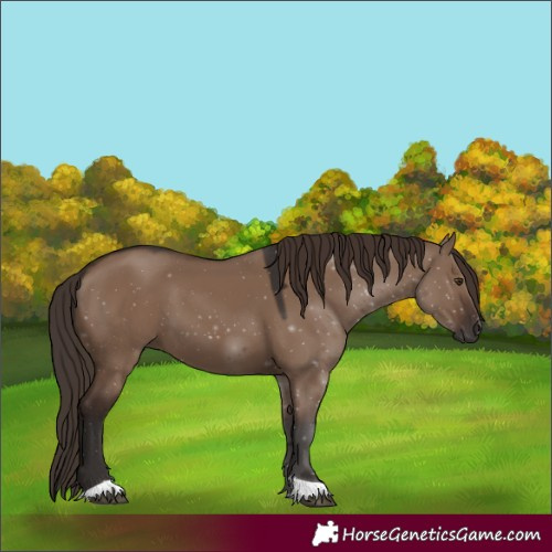 Horse Color:Liver Red Dun 