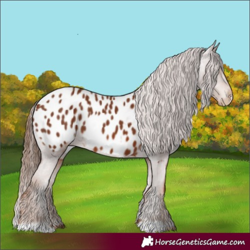 Horse Color:Chestnut Blanket 