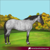 Horse Color:Smoky Blue Roan 