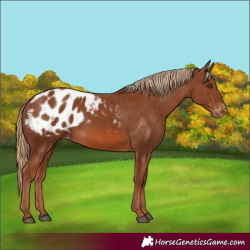 Horse Color:Chestnut Appaloosa 