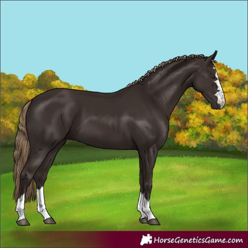 Horse Color:Liver Chestnut