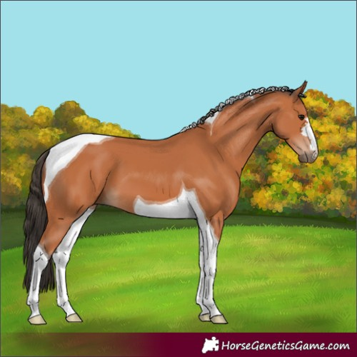 Horse Color:Bay Tobiano 