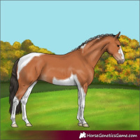 Horse Color:Bay Tobiano 