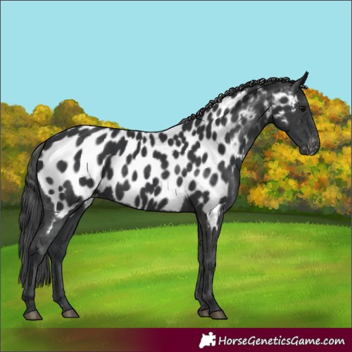 Horse Color:Black Appaloosa