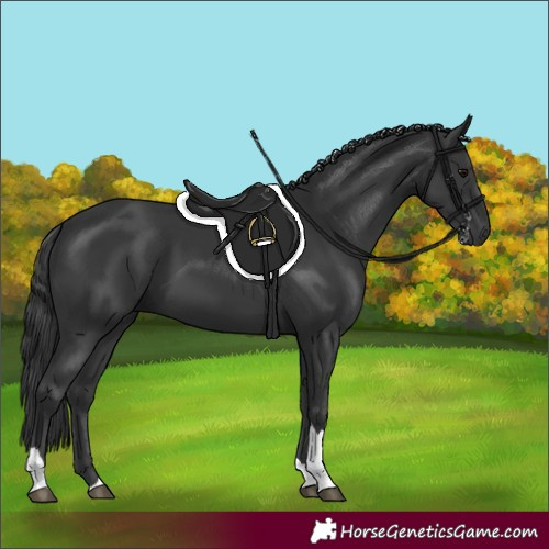 Horse Color:Black Tobiano 