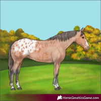 Horse Color:Bay Appaloosa 