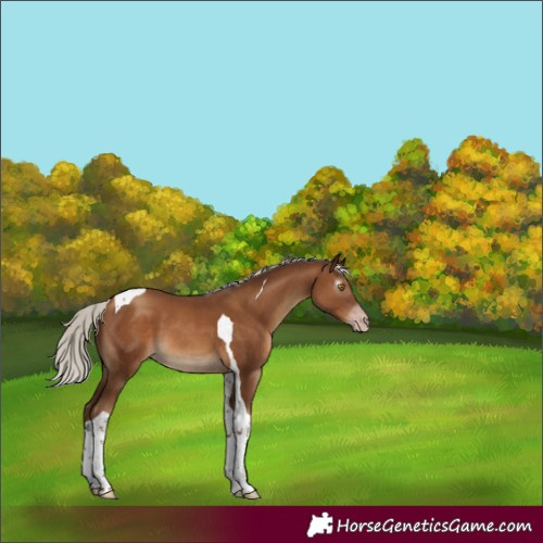 Horse Color:Gray Silver Classic Champagne Tobiano 