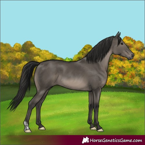 Horse Color:Gray Grullo Sabino 
