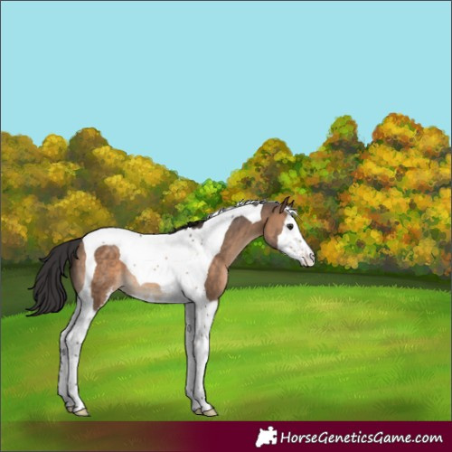 Horse Color:Brown Dun Sabino Splash Tobiano 