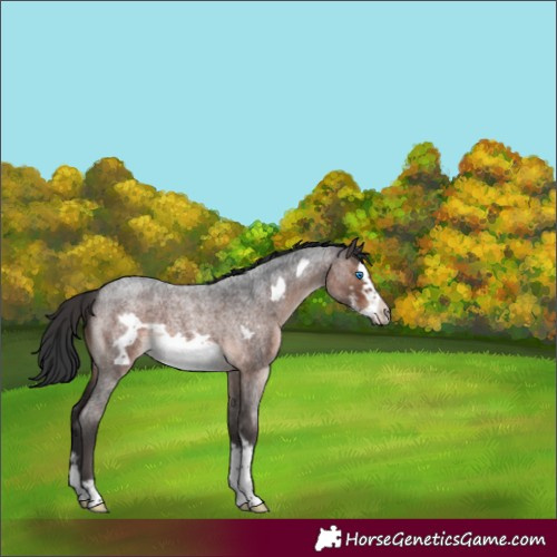 Horse Color:Brown Roan Mushroom Sabino Frame 