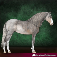 Horse Color:Silver Smoky Blue Roan 
