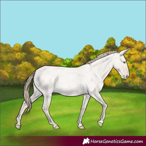 Horse Color:Smoky Creme Roan Dun 