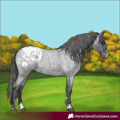 Horse Color:Blue Roan Appaloosa 
