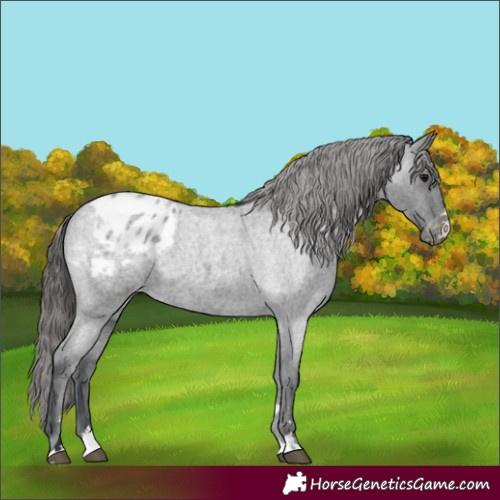 Horse Color:Blue Roan Blanket 