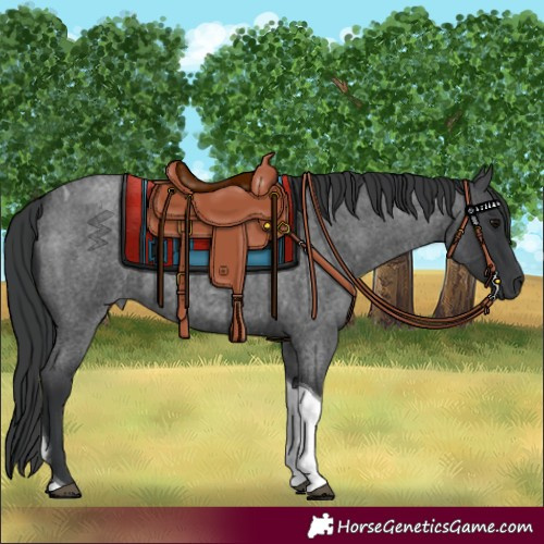 Horse Color:Unknown 