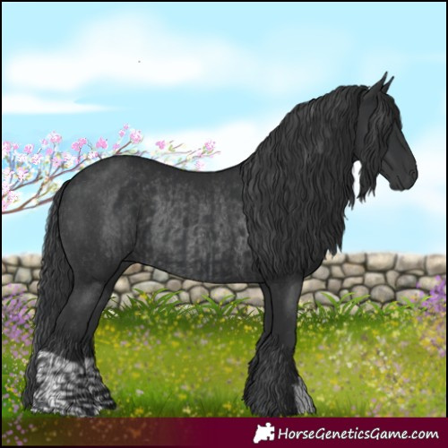 Horse Color:Black and Black Rabicano