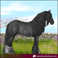 Horse Color:Black  and Black Rabicano 