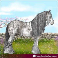Horse Color:White Spotted Grullo Rabicano and White Spotted Smoky Grullo Rabicano