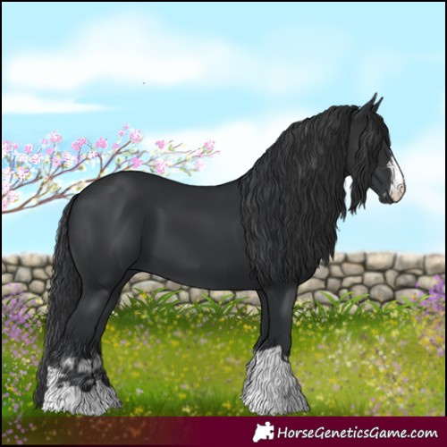 Horse Color:Black and Black