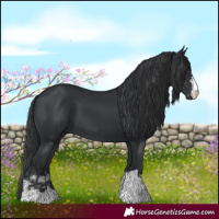 Horse Color:Black and Black