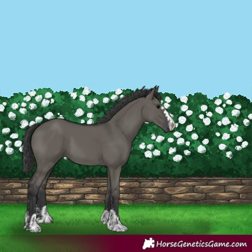 Horse Color:Grullo Rabicano  and Grullo 